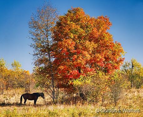 Autumn Horse_16839.jpg - Photographed near Smiths Falls, Ontario, Canada.
